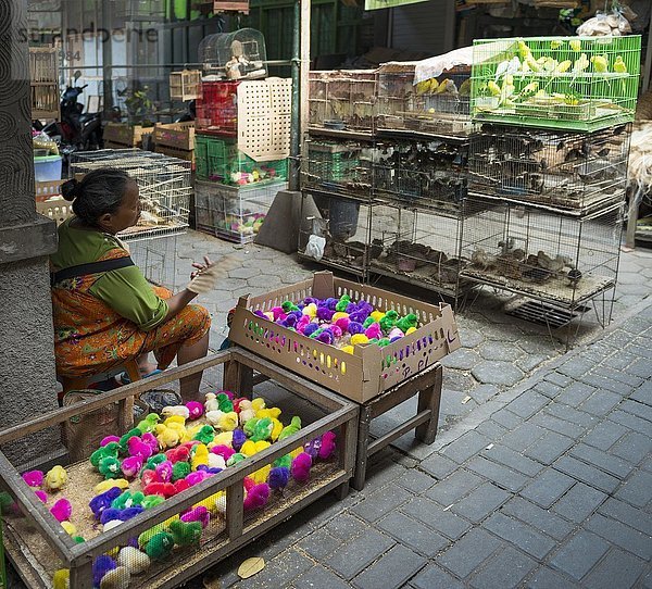 Bunt gefärbte Küken und Vogelkäfige mit Vögeln am Verkaufsstand  Vogelmarkt  Pasar Ngasem  Yogyakarta  Java  Indonesien  Asien