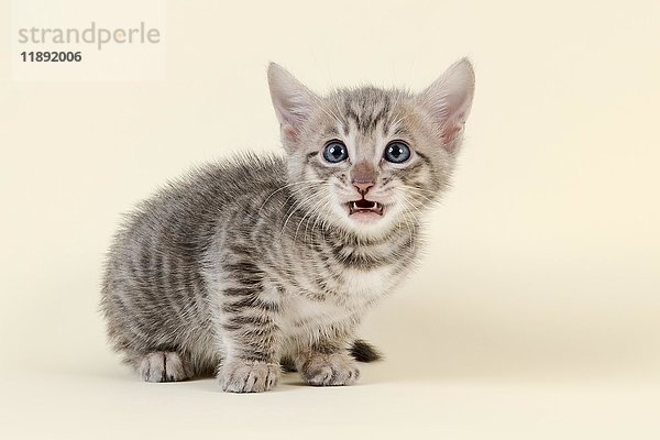 Toyger (Felis silvestris catus)  Alter 6 Wochen  ängstlich  Farbe schwarz getigert