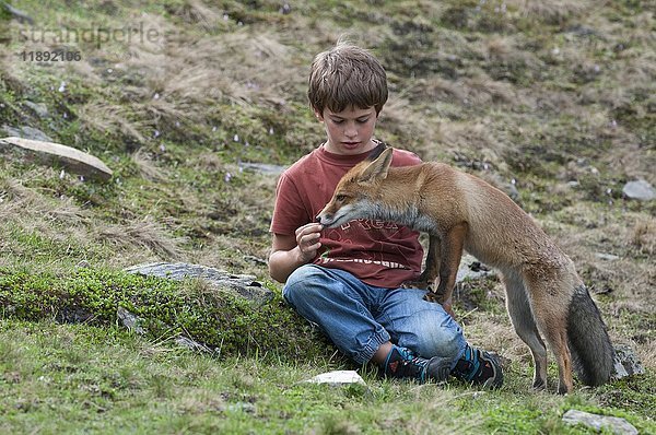 Junge füttert eine Füchsin  Rotfuchs (Vulpes vulpes)  Österreich  Europa