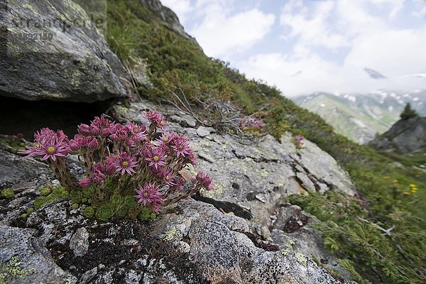 Spinnweb-Hauswurz (Sempervivum arachnoideum)  am Berliner Höhenweg  Hochgebirgs-Naturpark Zillertaler Alpen  Ginzling  Zillertal  Tirol  Österreich  Europa