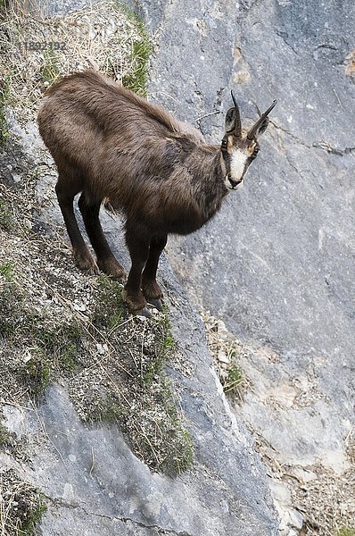 Gämse (Rupicapra rupicapra) stehend in steilem Gelände  Tirol  Österreich  Europa