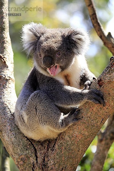 Koala (Phascolarctos cinereus)  Erwachsener gähnend auf Baum  sitzend in Astgabel  Kangaroo Island  Südaustralien  Australien  Ozeanien