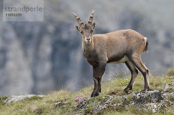 Alpensteinbock (Capra ibex)  Jungtier auf einer Bergwiese  Kärnten  Österreich  Europa