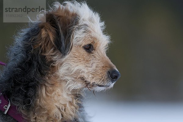 Bosnischer Rauhhaarhund oder Barak-Hybrid  Porträt