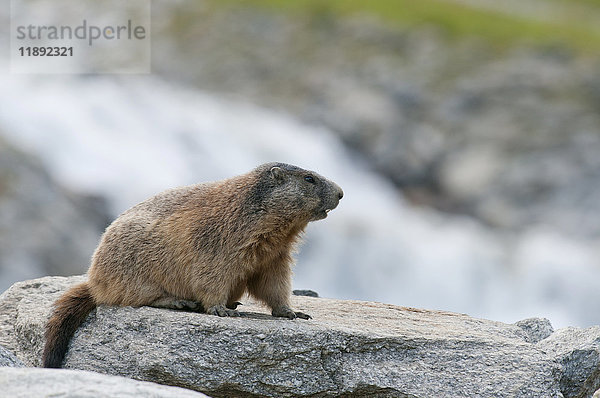 Alpenmurmeltier (Marmota marmota) auf einem Felsen neben einem Gebirgsbach sitzend  Zillertal  Tirol  Österreich  Europa