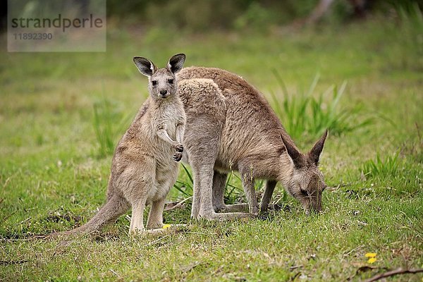 Östliches Graues Känguru (Macropus giganteus)  erwachsenes Weibchen mit Jungtier  Fütterung  Murramarang National Park  New South Wales  Australien  Ozeanien
