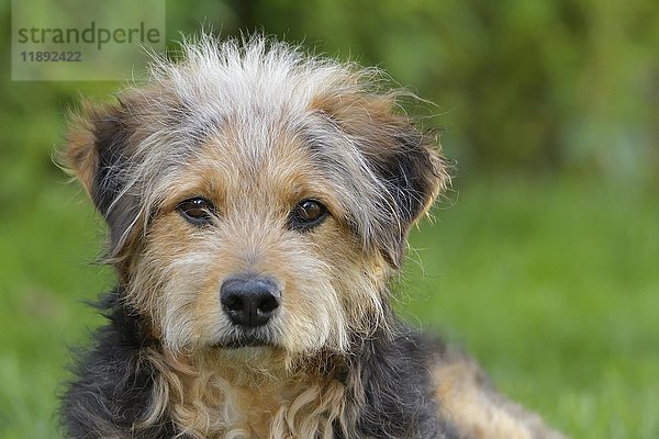 Bosnischer Rauhhaarhund oder Barak (canis lupus familiaris)  Mischling  Porträt  Tirol  Österreich  Europa