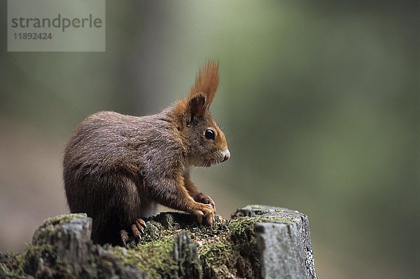 Rotes Eichhörnchen (Sciurus vulgaris)  auf einem Baumstumpf sitzend