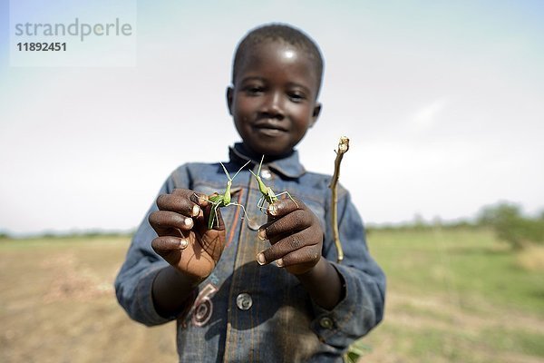 Junge  7 Jahre  mit zwei Gottesanbeterinnen  Gomponsom  Provinz Passoré  Nordregion  Burkina Faso  Afrika