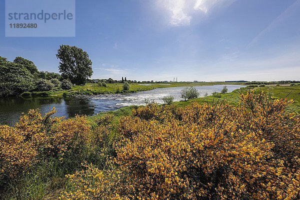 Lippe  rekultiviertes Feuchtgebiet in der Nähe der Mündung in den Rhein  Wesel  Niederrhein  Nordrhein-Westfalen  Deutschland  Europa