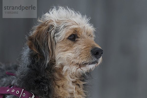 Bosnischer Rauhhaarhund oder Barak-Hybrid  Porträt