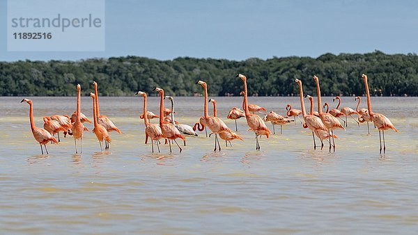 Amerikanische Flamingos (Phoenicopterus ruber)  Kolonie im Wasser stehend  bei Celestun  Yucatan  Mexiko  Mittelamerika