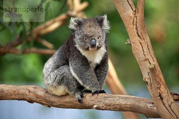Koala (Phascolarctos cinereus)  erwachsen  auf Baum sitzend  Kangaroo Island  Südaustralien  Australien  Ozeanien