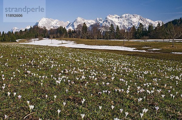 Krokus (Crocus) Wiese bei Gerold  Wettersteingebirge  Oberbayern  Deutschland  Europa