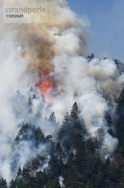Waldbrand in der Region Karwendel bei Innsbruck  Tirol  Österreich  Europa