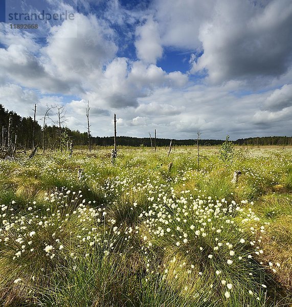 Wolkenstimmung im Moor  Blüte des Wollgrases (Eriophorum)  Müritz-Nationalpark  Teilgebiet Serrahn  Mecklenburg-Vorpommern  Deutschland  Europa