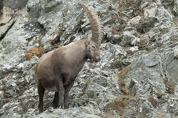 Steinbock (Capra ibex)  stehend auf felsigem Untergrund  Tirol  Österreich  Europa