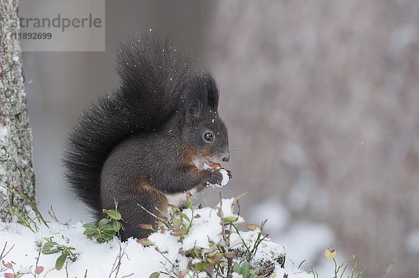 Rotes Eichhörnchen (Sciurus vulgaris)  braunes Fell  sitzt auf einem verschneiten Ast und frisst eine Nuss  Tirol  Österreich  Europa