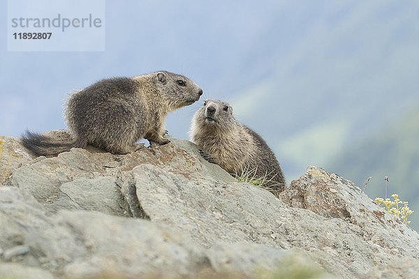 Junge Murmeltiere (Marmota marmota) sitzen auf einem Felsen  Nationalpark Hohe Tauern  Kärnten  Österreich  Europa