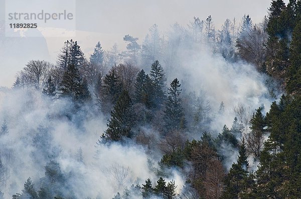 Waldbrand in der Region Karwendel bei Innsbruck  Tirol  Österreich  Europa