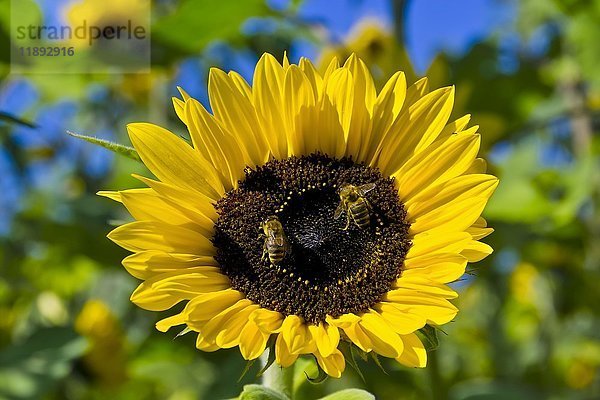 Blühende Sonnenblume (Helianthus annuus)  Bayern  Deutschland  Europa