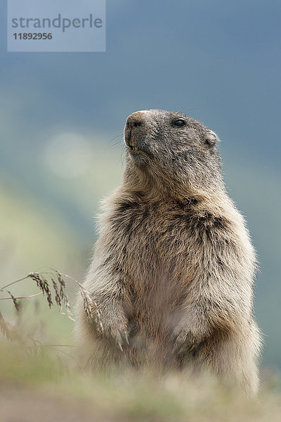 Alpenmurmeltier (Marmota marmota)  erwachsenes Tier  aufrecht stehend und wachsam  Kaiser-Franz-Josefs-Höhe  Kärnten  Österreich  Europa