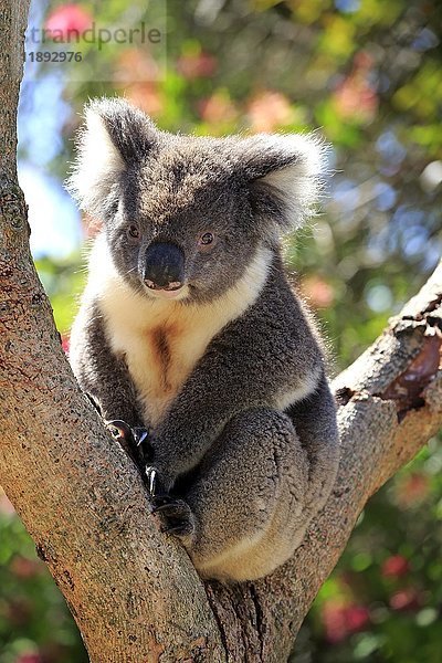 Koala (Phascolarctos cinereus)  erwachsen  in Astgabel auf Baum sitzend  Kangaroo Island  Südaustralien  Australien  Ozeanien