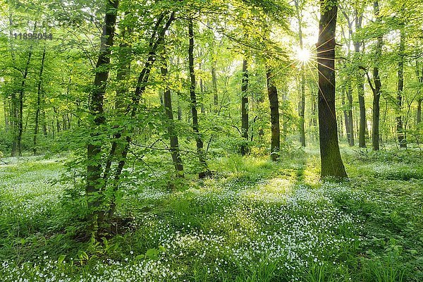 Lichtdurchfluteter  naturnaher Mischwald  die Morgensonne scheint durch die Bäume  Frühblüher bedecken den Boden  bei Freyburg  Sachsen-Anhalt  Deutschland  Europa