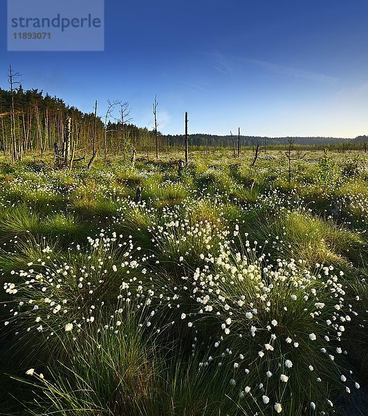 Moor  Wollgras (Eriophorum) blühend  Müritz-Nationalpark  Teilgebiet Serrahn  Mecklenburg-Vorpommern  Deutschland  Europa