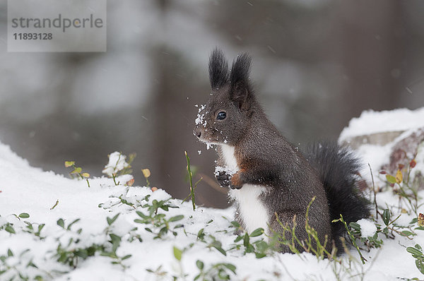 Eichhörnchen (Sciurus vulgaris)  aufrecht im Schnee stehend  bei Innsbruck  Tirol  Österreich  Europa