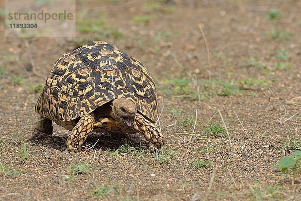 Leopardschildkröte (Stigmochelys pardalis)  in Bewegung  Maul geöffnet  Krüger-Nationalpark  Südafrika  Afrika