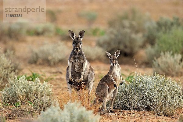 Rote Kängurus (Macropus rufus)  Weibchen mit Jungtier  Sturt National Park  New South Wales  Australien  Ozeanien