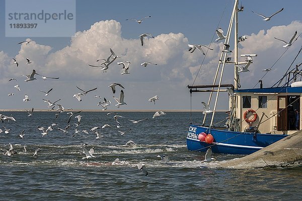 Fischkutter mit ausgeworfenen Netzen beim Krabbenfang  Möwen im Schlepptau  Nordsee vor der Insel Pellworm  Nordfriesland  Schleswig-Holstein  Deutschland  Europa