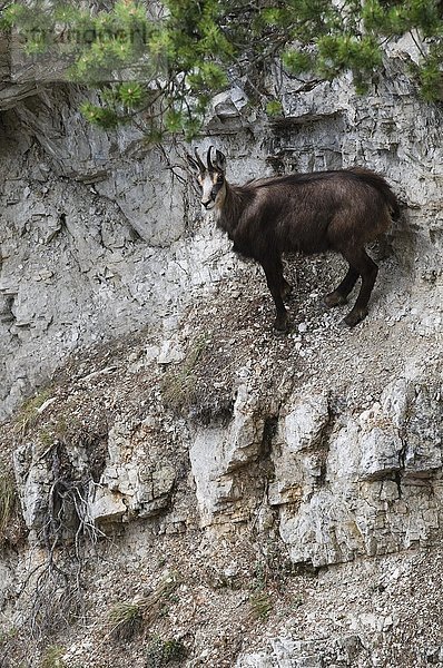 Gämse (Rupicapra rupicapra) stehend in steilem Gelände  Tirol  Österreich  Europa