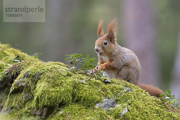 Eichhörnchen (Sciurus vulgaris)  sitzend auf dem Waldboden  Tirol  Österreich  Europa