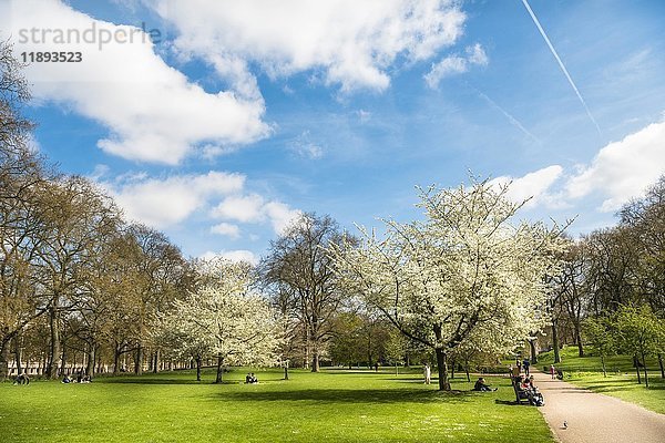 Blühende Bäume im Frühling  St James's Park  blauer Himmel  Stadtpark  Westminster  London  England  Vereinigtes Königreich  Europa