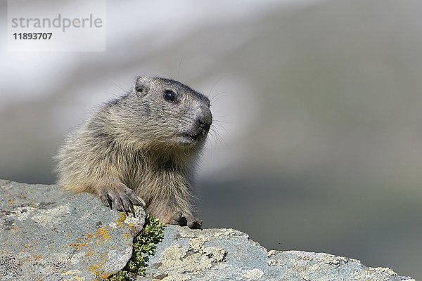 Junge Murmeltiere (Marmota marmota) auf einem Felsen  Nationalpark Hochseilgarten  Kärnten  Österreich  Europa