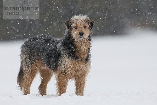 Bosnischer Rauhhaarhund  Mischling  stehend im Schnee