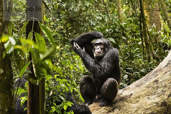 Gewöhnlicher Schimpanse (Pan Troglodytes) im Wald  auf einem Baum sitzend  Kibale National Park  Uganda  Afrika