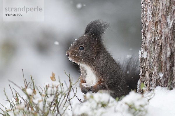 Rotes Eichhörnchen (Sciurus vulgaris)  braunes Fell  aufrecht im Schnee neben einem Kiefernstamm stehend  Tirol  Österreich  Europa