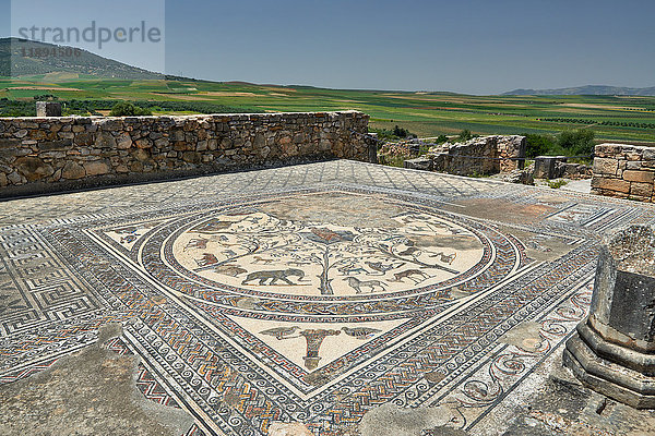 Mosaik  Haus des Orpheus  Volubilis  Marokko  Afrika