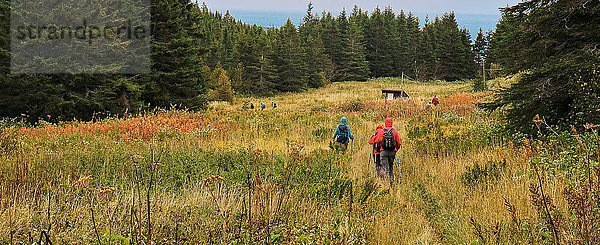 Amerika  Kanada  Québec  Gaspésie  Percé Gebiet  der St-Anne Mont  der Wald  im grasbewachsenen Feld