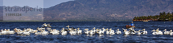 Amerika  Mexiko  Guerrero  Coyuca laguna  Kuchen der Cuesta  Pelikane in Ruhe