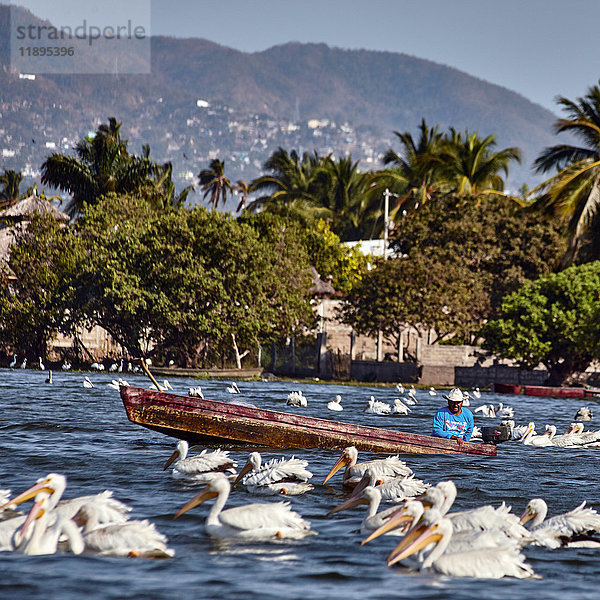 Amerika  Mexiko  Guerrero  Coyuca laguna  Kuchen der Cuesta  Pelikane bei der Rast