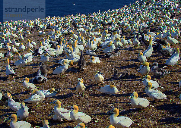 Amerika  Kanada  Quebec  Gaspésie  Gebiet Percé  die Insel Bonaventure und der Park  die Tölpelvögel