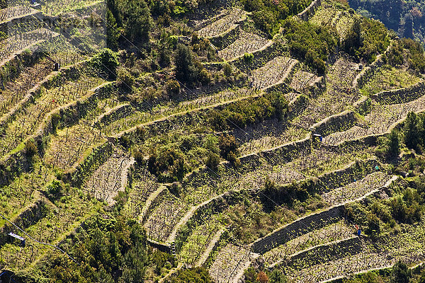 Terrassenanbau  Corniglia  Ligurien  Italien