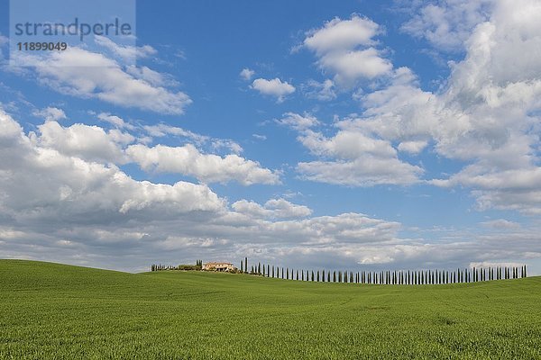 Landgut Poggio Covili mit von Zypressen (Cupressus) gesäumter Straße  bei San Quirico d'Orcia  Val d'Orcia  Provinz Siena  Toskana  Italien  Europa