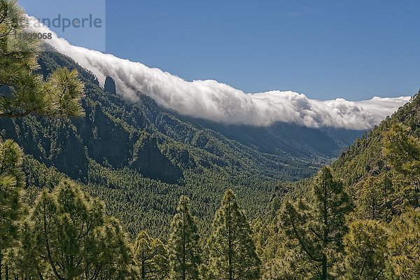 Wolkenwand über Bergregion  Kiefernwald  Cumbre Nueva  La Palma  Kanarische Inseln  Spanien  Europa