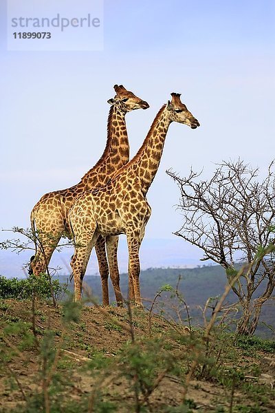 Kap-Giraffen (Giraffa camelopardalis giraffa)  erwachsen  Paar  Nahrungssuche  Hluhluwe Umfolozi National Park  Hluhluwe iMfolozi National Park  KwaZulu Natal  Südafrika  Afrika
