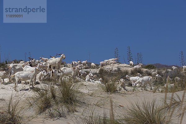 Ziegenherde  Playa de los Genoveses  Cabo De Gata  San Jose  Andalusien  Spanien  Europa